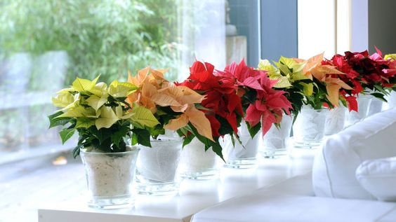 Flor_pascua_Navidad